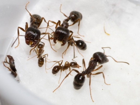 什么是收获蚁属