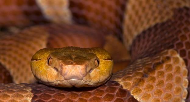 铜斑蛇是什么？