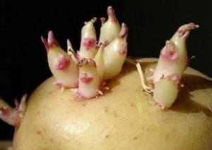 土豆刚发芽的样子？求图片