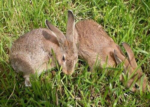 荷兰侏儒兔需要怎么养呢？